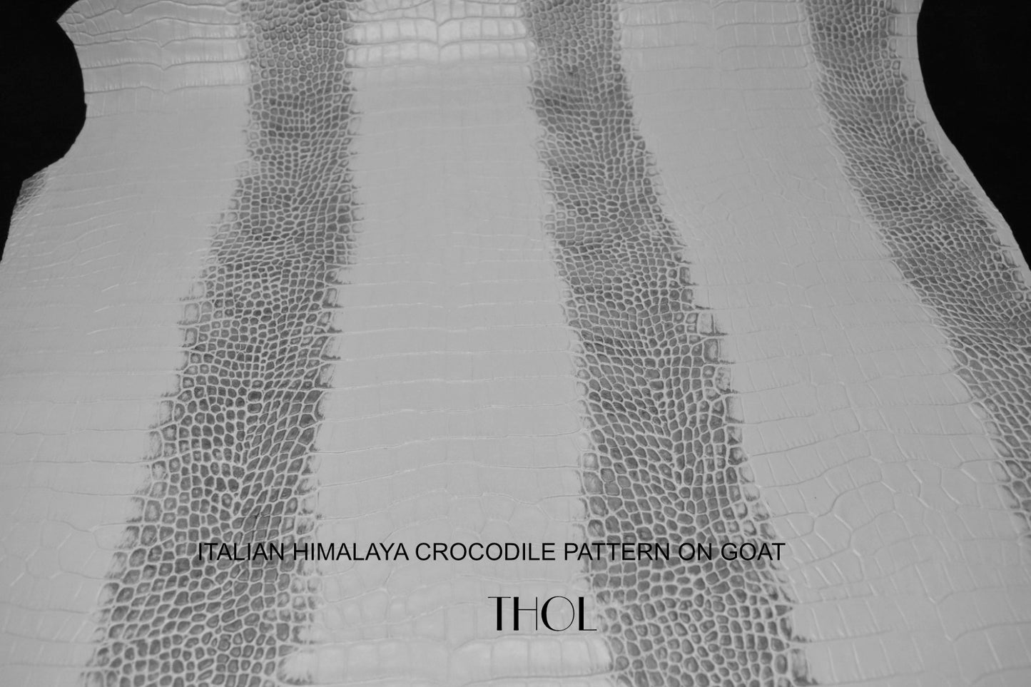 Italian Himalaya Baby Croco Print on Goat