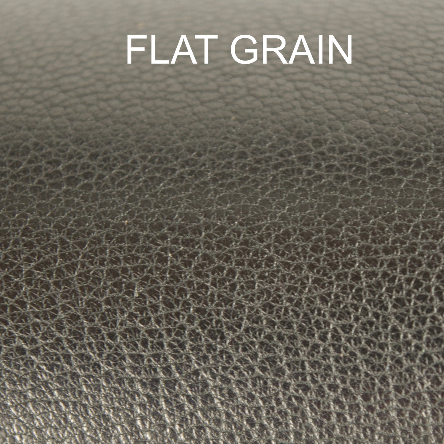 Chèvre - Black Beauty